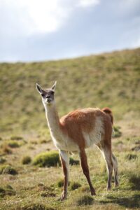 guanaco, animal, chile, mammal, wild, nature, wildlife, camelid, patagonia, guanaco, guanaco, guanaco, guanaco, guanaco
